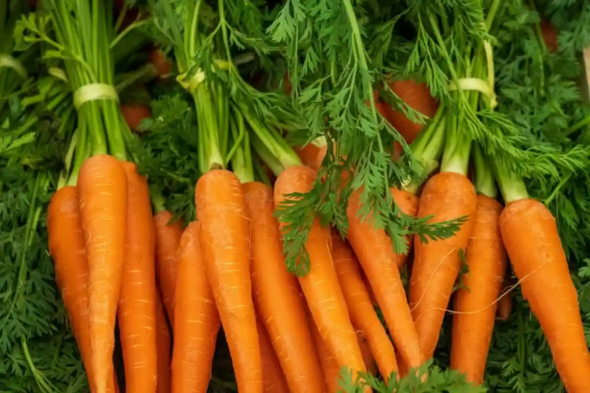 Так выглядит свежая морковь Фото: Nick Fewings / Unsplash.com