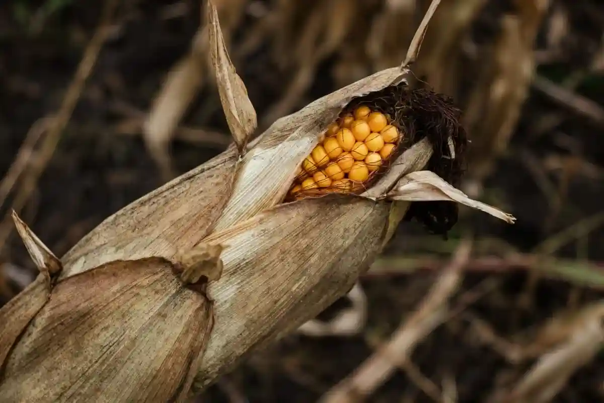Урожай кукурузы Фото: Cole Wyland / Unsplash.com