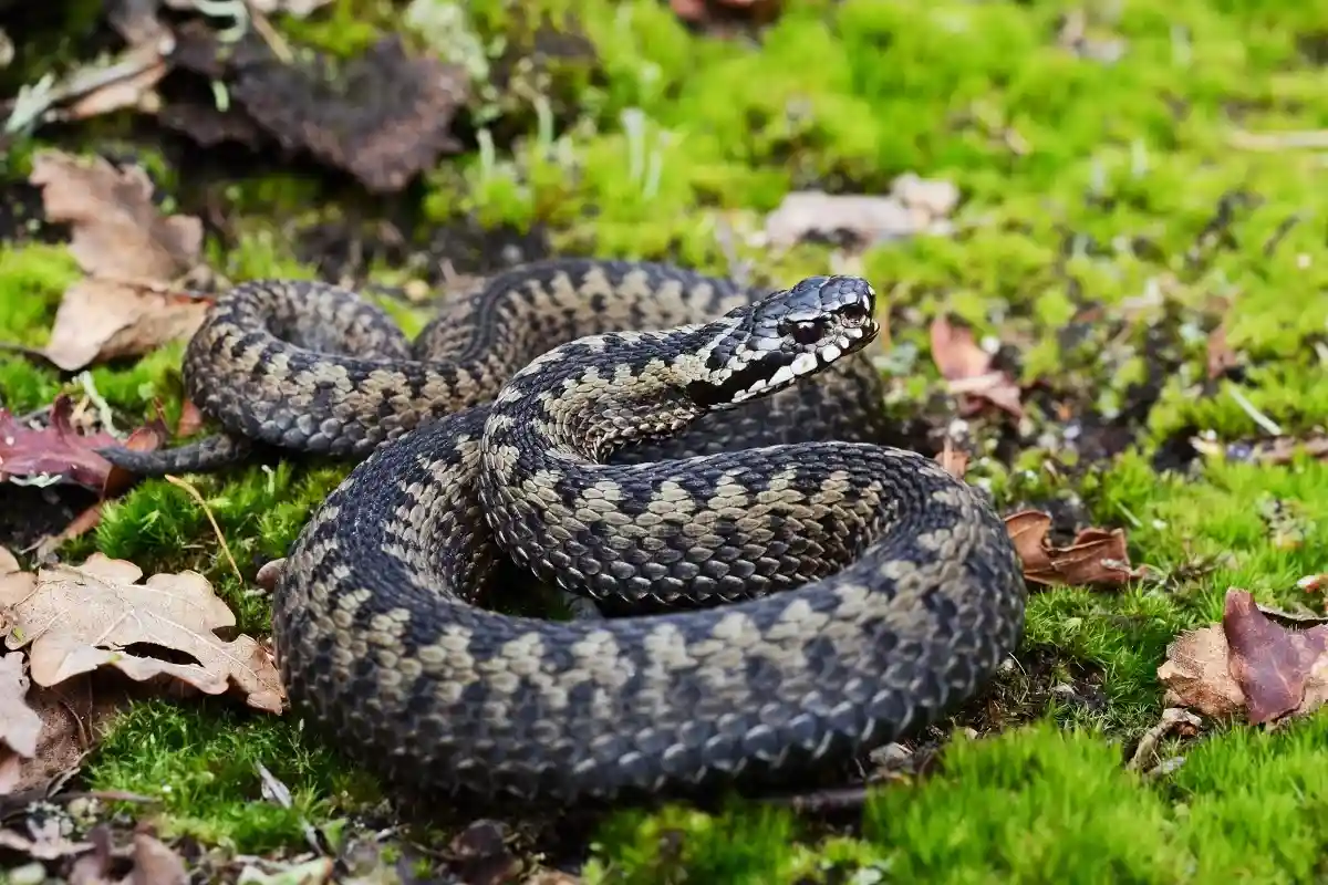 Гадюка вырастает до 85 сантиметров в длину и является одной из местных змей в Германии. Фото: Holm94 / shutterstock.com