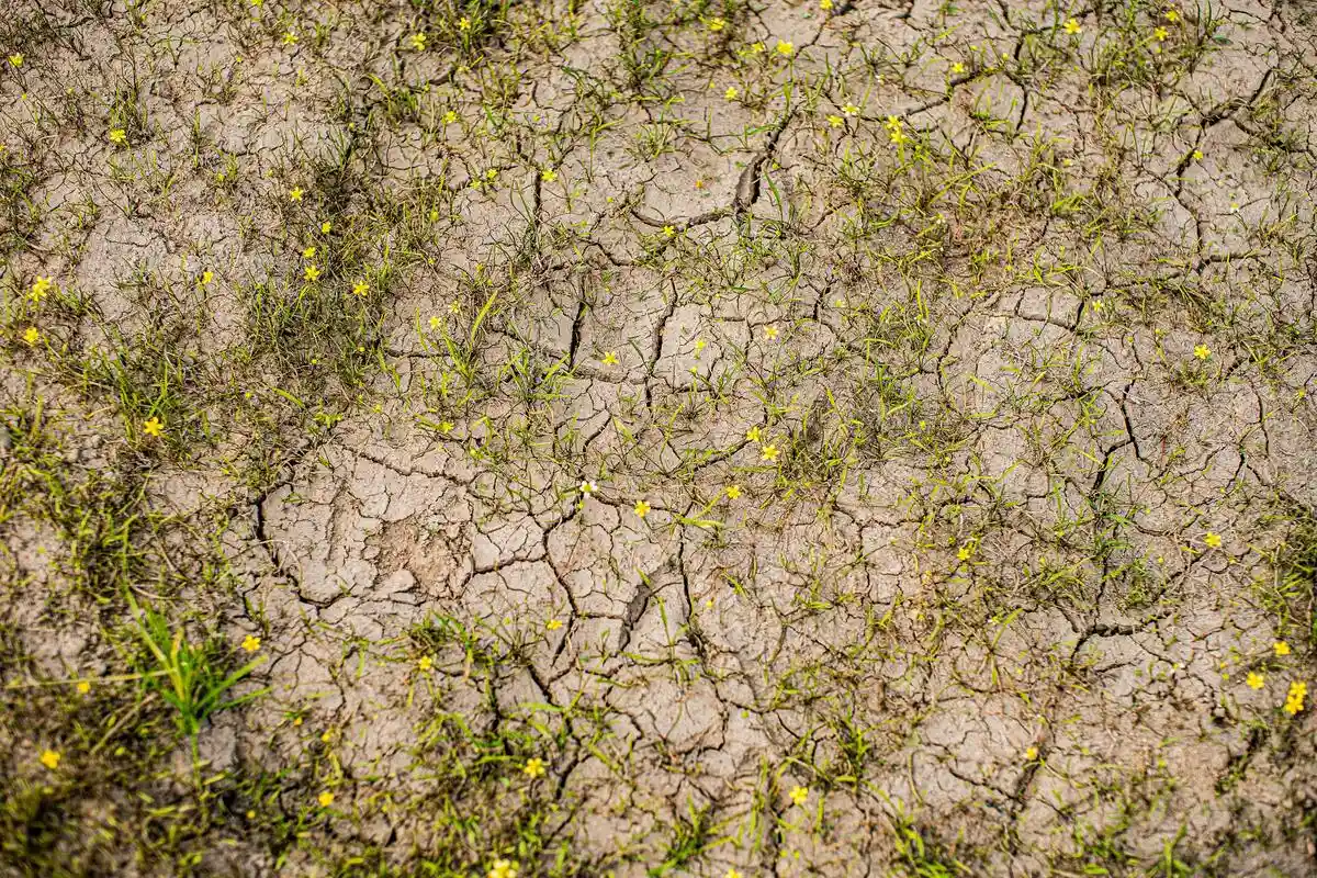 Адаптация Дрездена к жаре: засуха. Фото: Amber Goetz / unsplash.com
