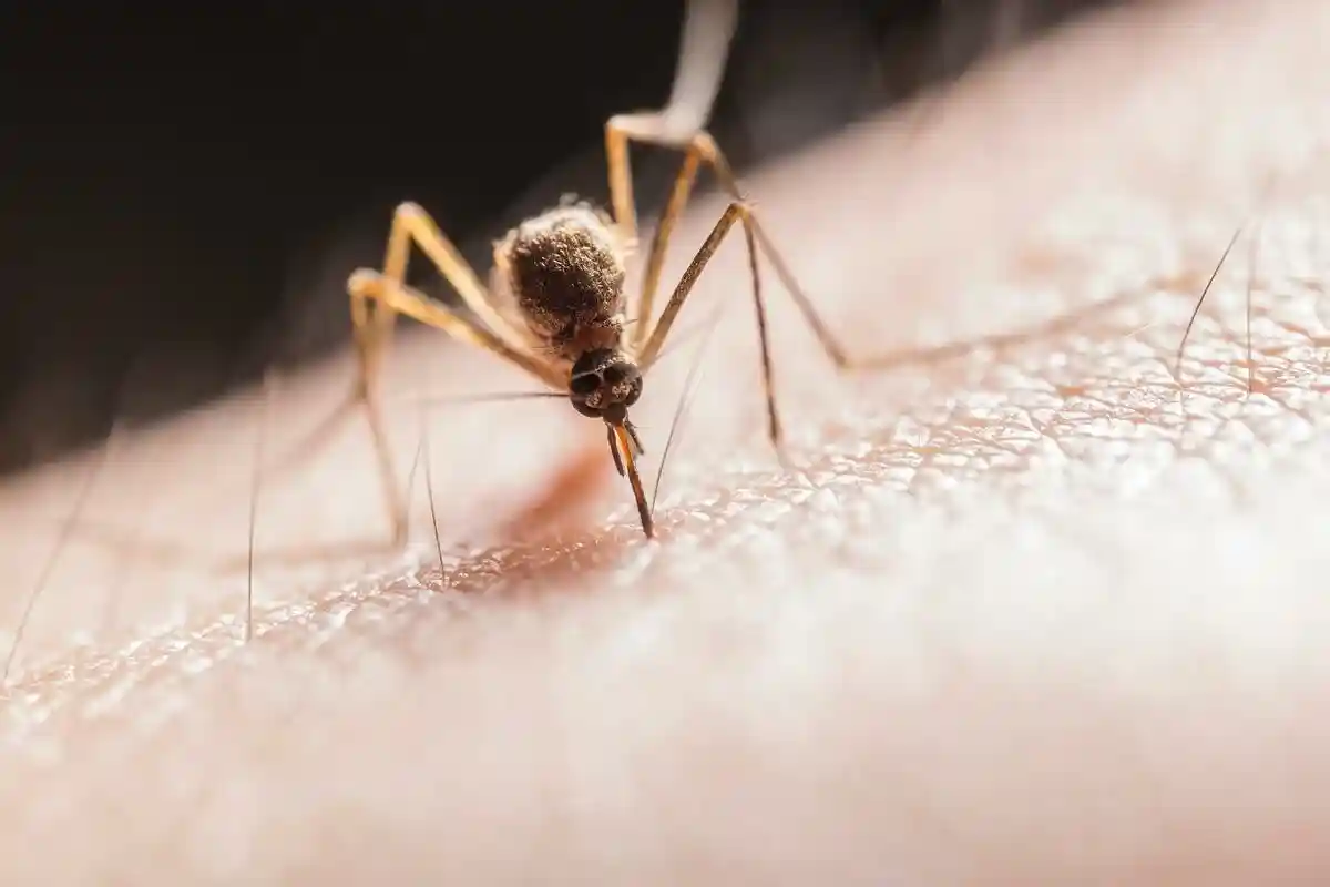 Аллергия на комариный укус: причины. Фото: Jimmy Chan / pexels.com
