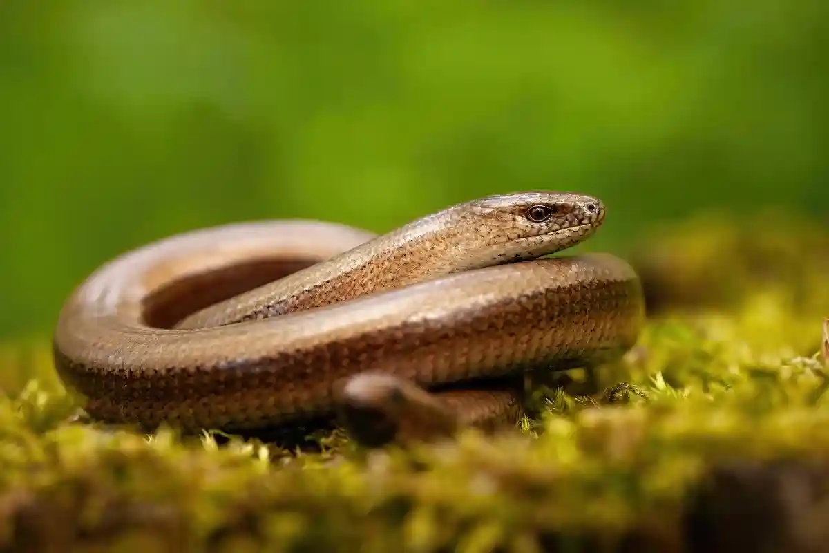 Медленные черви относятся не к змеям, а к ящерицам. Фото: WildMedia / shutterstock.com