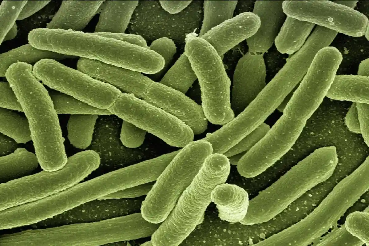 Апокалипсис антибиотиков: бактерии, устойчивые ко всем видам антибиотиков. Фото: Gerd Altmann / Pixabay.com