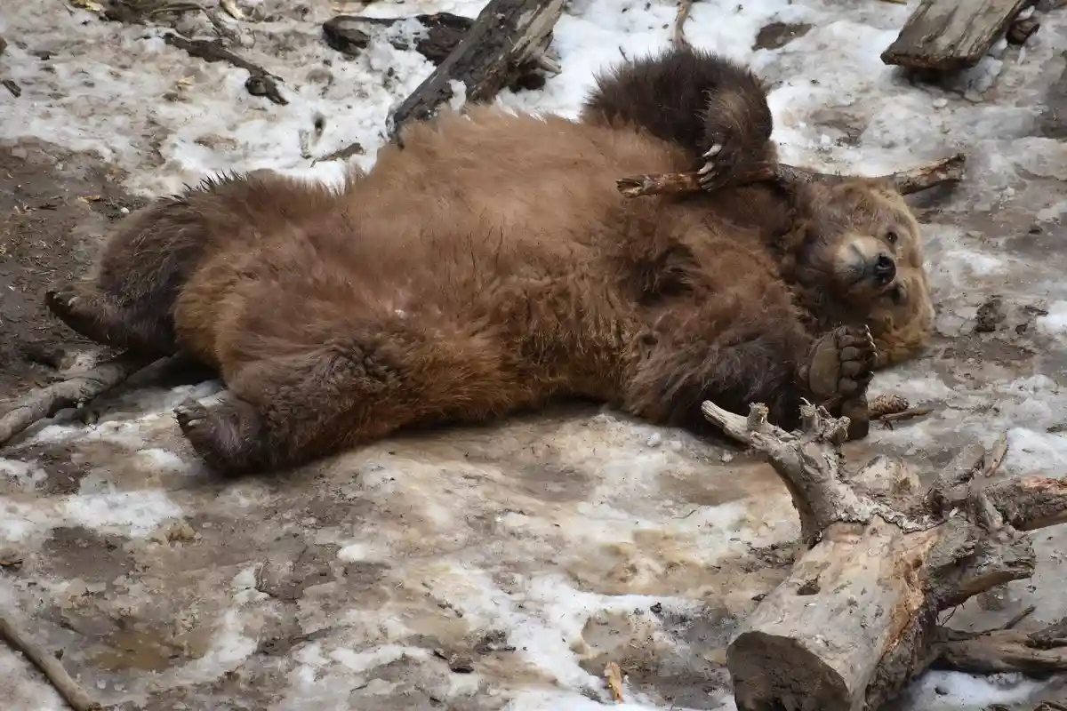 «Неправильный мед»: в Турции спасли пьяного бурого медвежонка