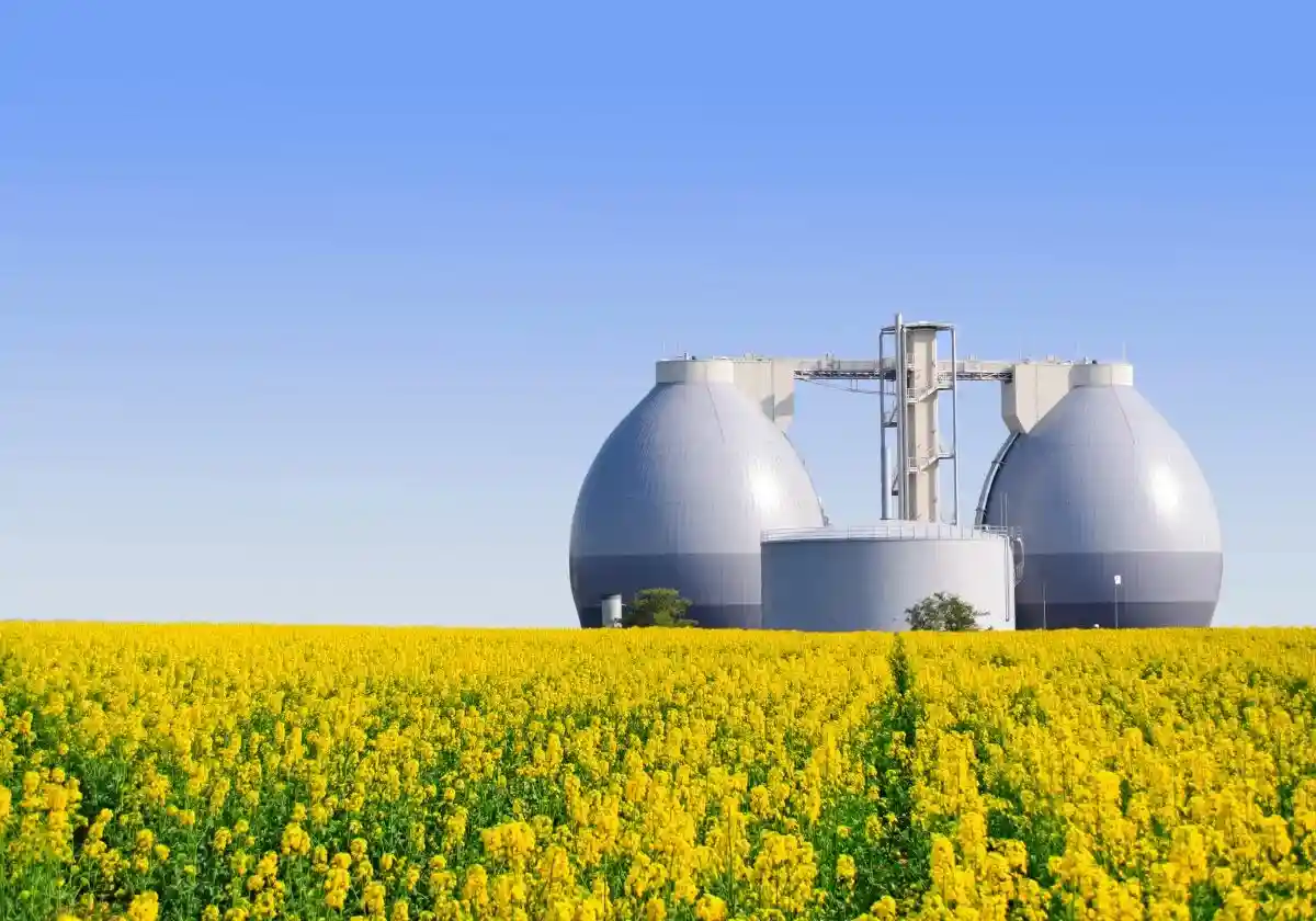 Биогазовые установки обечпечивают 70% всей зеленой энергии в Германии. На фото одна из них, в окружении рапса (его используют для производства энергии. Фото: Visions-AD / Shutterstock.com