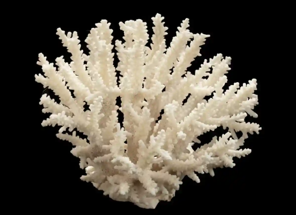 Большой Барьерный риф восстанавливается. Прежде всего за счет вида кораллов Acropora. Фото: @nma / twitter.com 