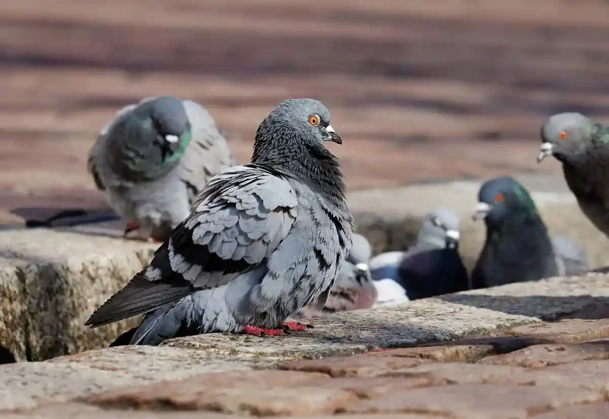Борьба с городскими голубями. Фото: Couleur / Pixabay.com
