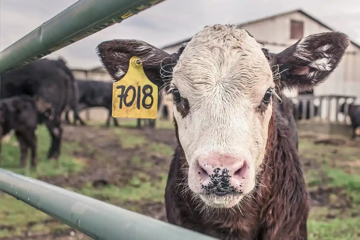 Засуха вынуждает владельцев ранчо в США отправлять скот на убой