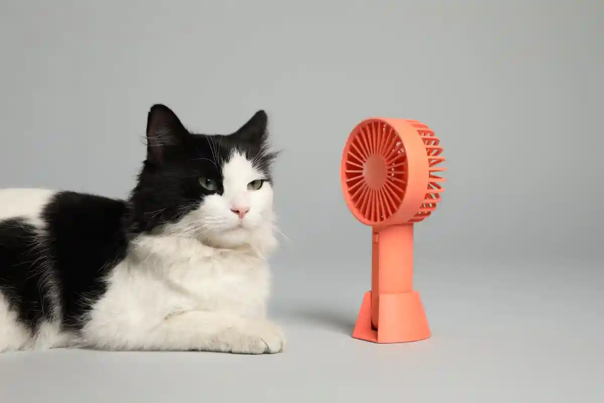 В Японии для кошек и собак создали одежду с вентиляторами. Фото: New Africa / Shutterstock.com