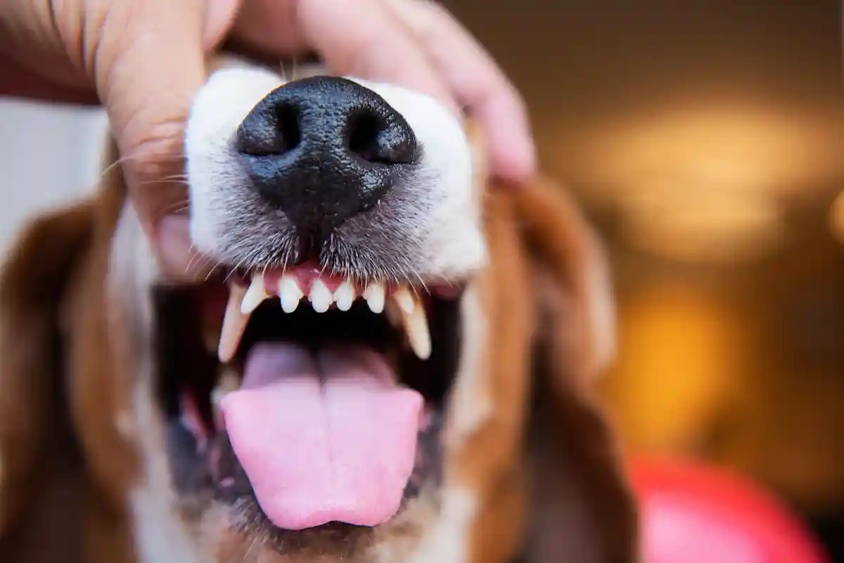 Чистим зубы собаке и делаем это регулярно. Только так можно предупредить заболевания зубов у питомца. Фото: yangtak / shutterstock.com 