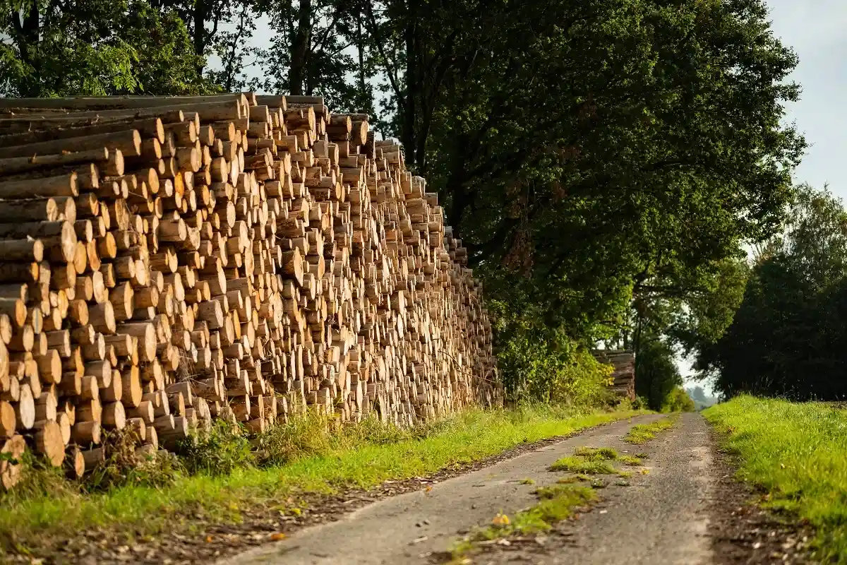 Огромные кучи спиленных стволов деревьев вдоль сельской полевой дороги, Тевтобургский лес, Германия. Фото: teddiviscious / shutterstock.com