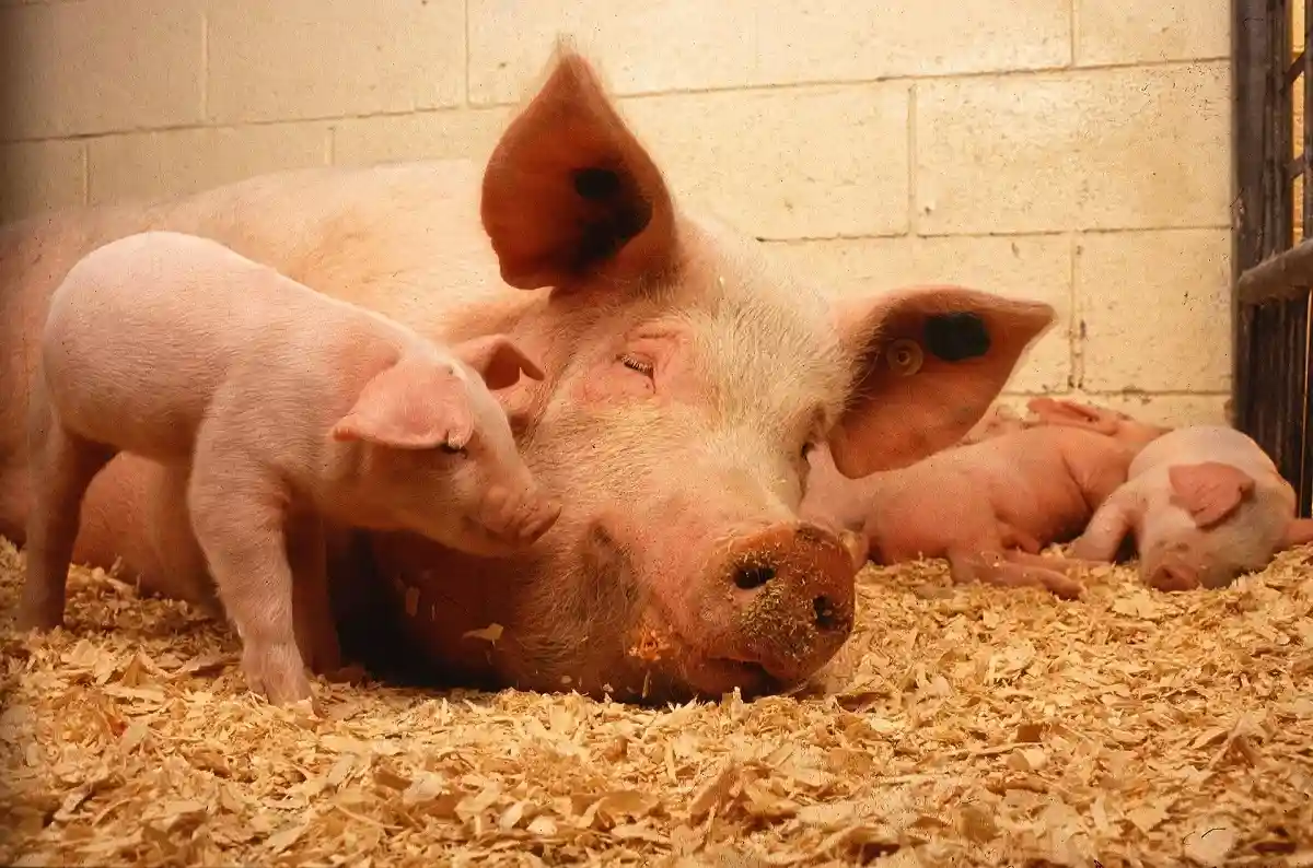 Чиновники предлагают сократить изоляцию ферм, в которых была зафиксирована чума свиней. Фото: PublicDomainImages / pixabay.com