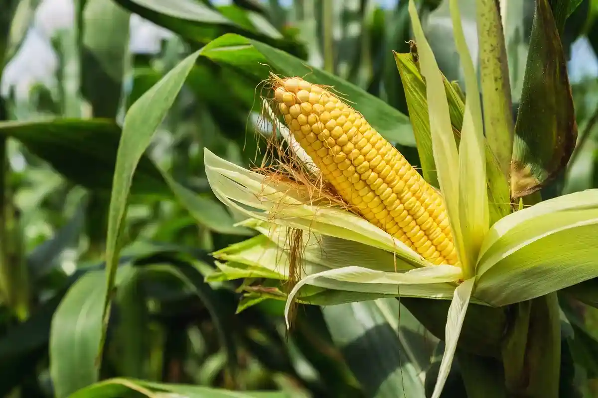 Фермеры Баварии нашли гвозди в кукурузных початках