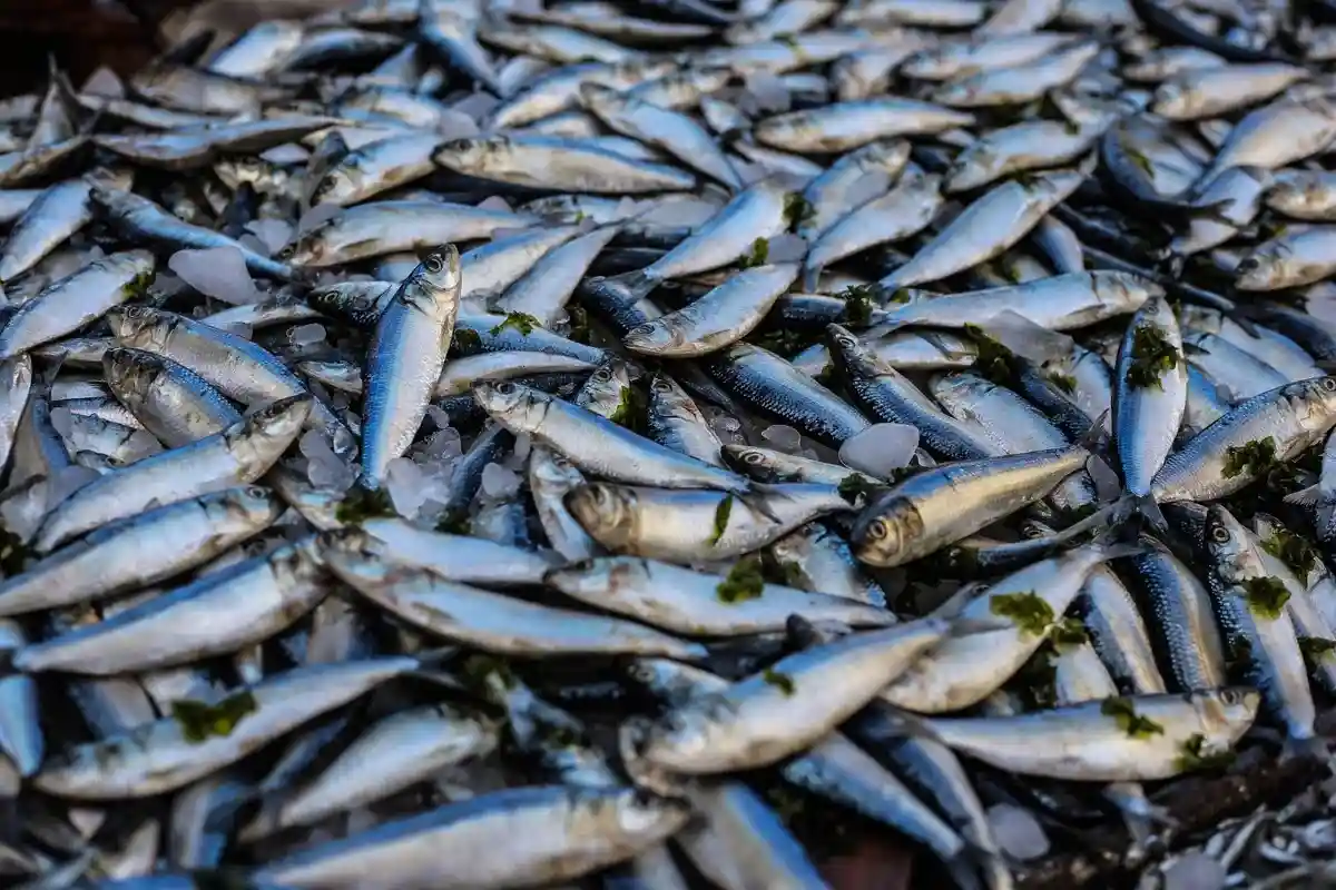Лесной пожар в Калифорнии привел к гибели десятков тысяч рыб