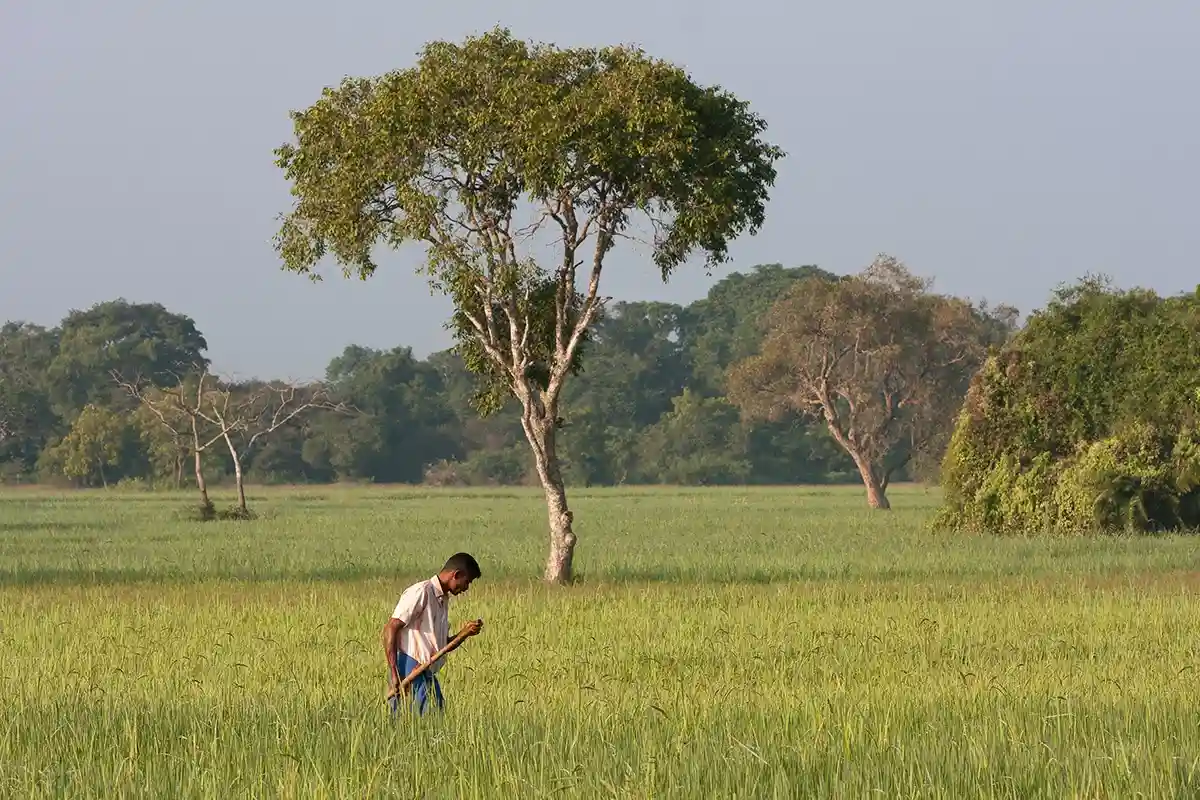 Голод в Шри-Ланке: жители столкнулись с неурожаем риса. Фото: Devaka Seneviratne / shutterstock.com