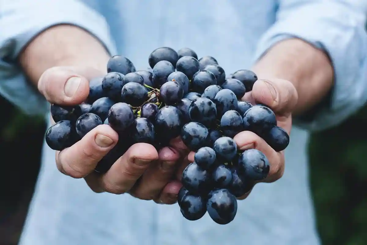Спасительный виноград: одна миска в день снижает риски болезни Альцгеймера