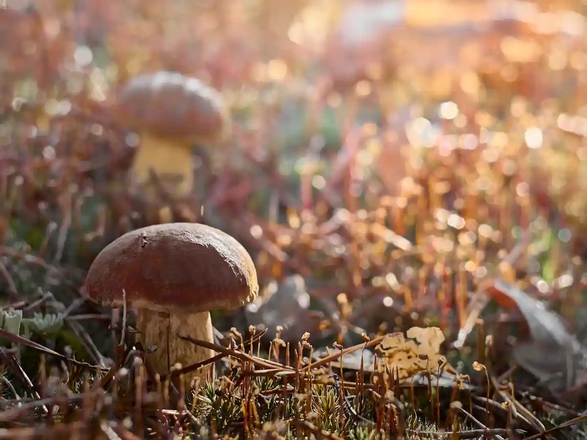 В Баварии проводятся грибные экскурсии. Фото: Kylbabka / Shutterstock.com