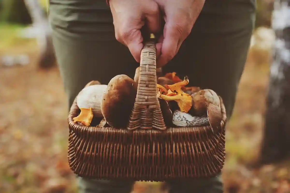 За сбор грибов может полагаться штраф. Фото: Maria Evseyeva / Shutterstock.com
