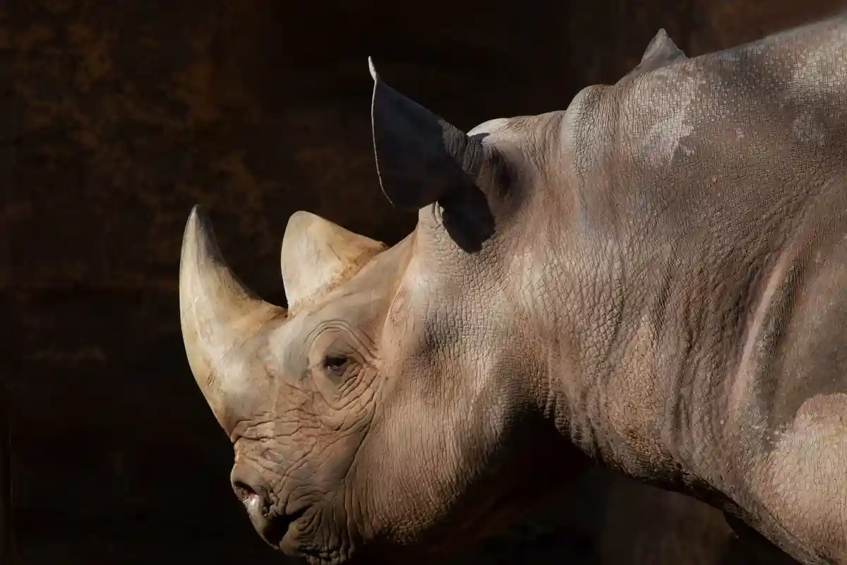 Выставка Чудо-носорог