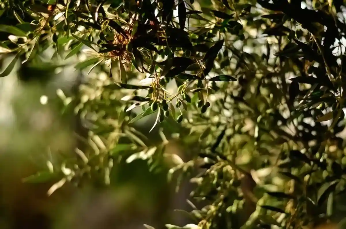 Индустрия оливкового масла не справляется с вызовами климатического кризиса