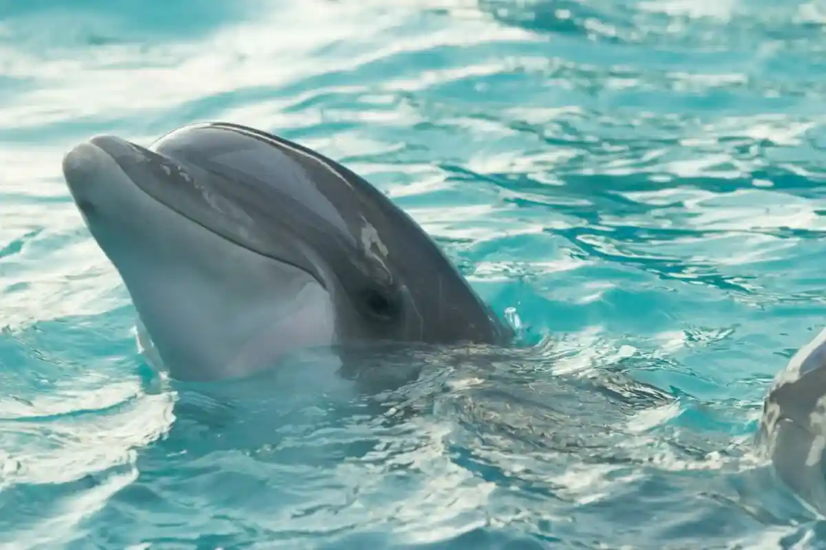Исследование: дельфины похожи на людей в социальном поведении