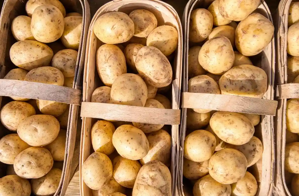 Как хранить картошку правильно и надежно: начинать надо с верного выбора. Хорошая картошка твердая, бещ проростков и зеленых пятен. Eric Prouzet / unsplash.com