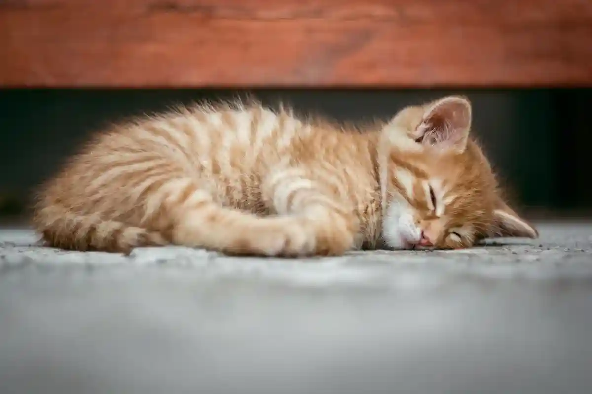 Das Kätzchen — котенок. Фото: Pixabay / Pexels.