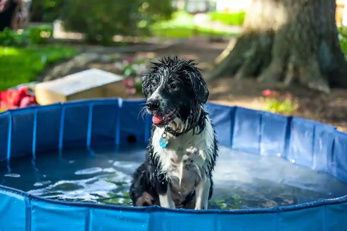 Какие бывают, и как выбрать бассейн для собак