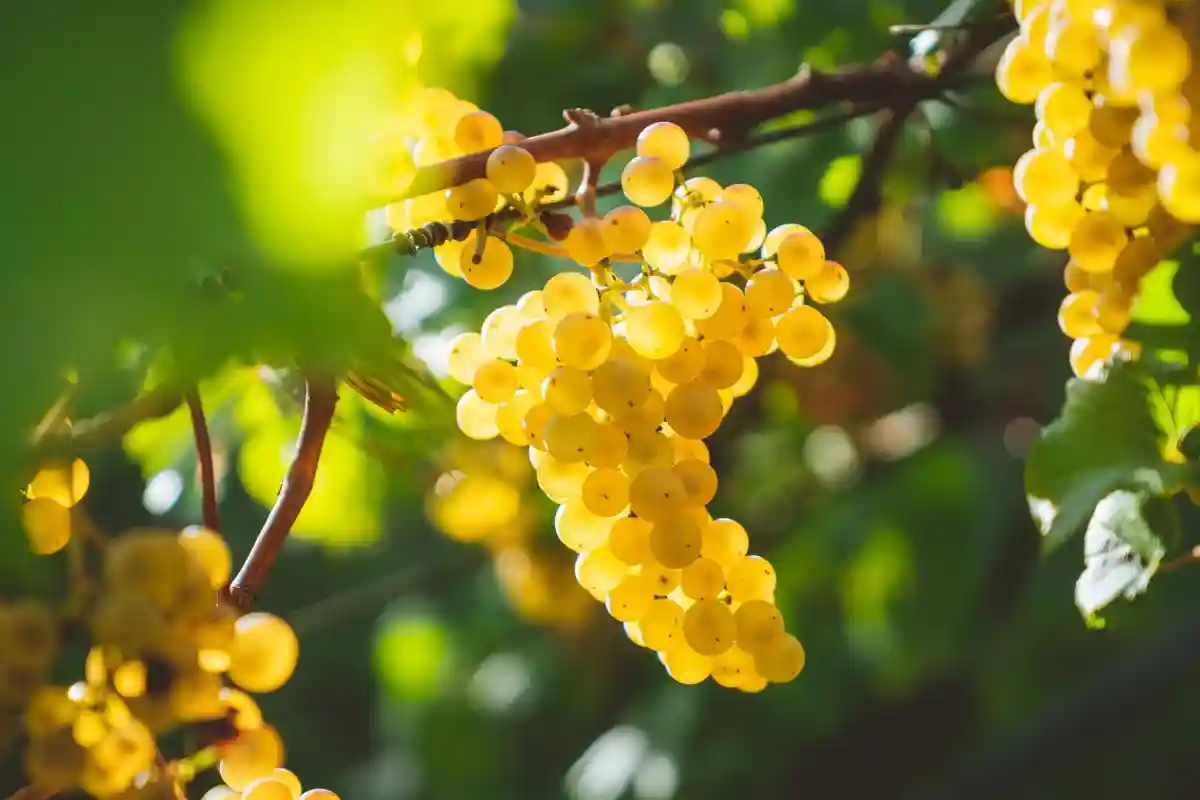 Каким будет урожай винограда в засушливом 2022 году, виноделы пока не спешат говорить окончательно. Фото: Manuel Venturini / unsplash.com