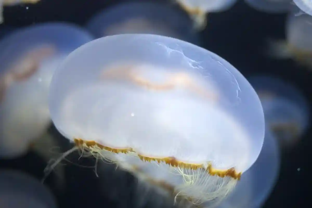 Китайские медузы захватывают озера Баварии фото 1