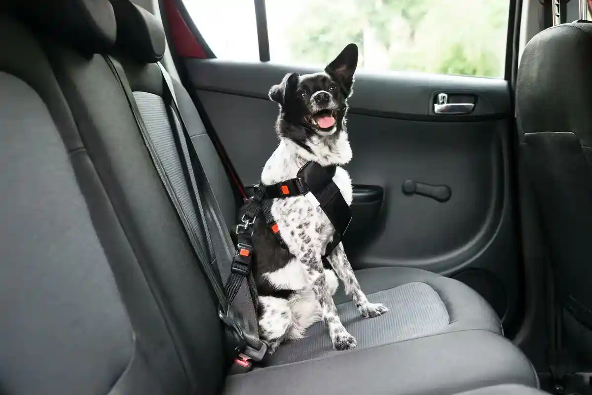 Kleinmetall позаботиться о безопасной перевозке собак в автомобиле. Фото: Andrey_Popov / shutterstock.com
