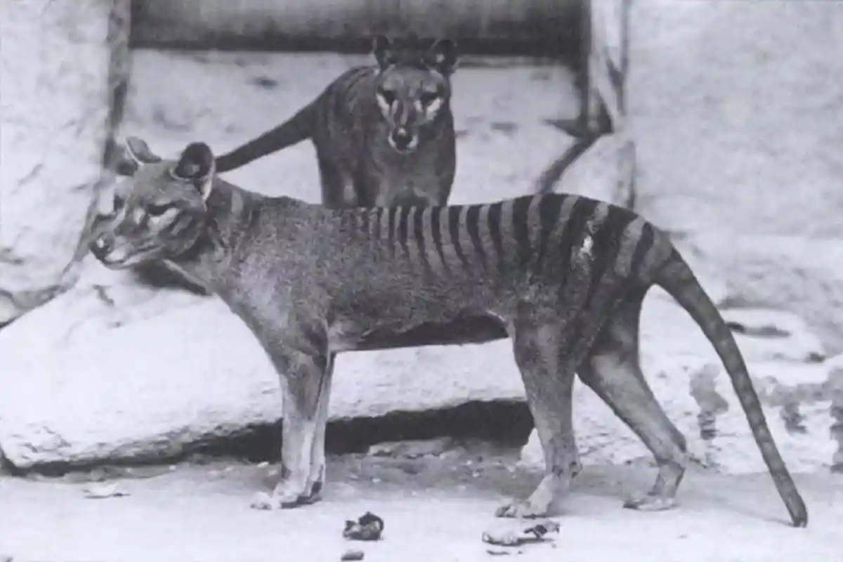 Тасманийский волк — животное, вымершее по вине человека. Фото: Бейкер; Э. Дж. Келлер. / commons.wikimedia.org
