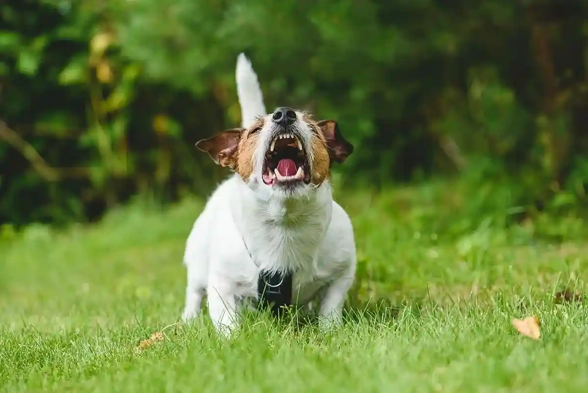 Многие собаки ведут себя странно. «Они не умеют общаться. Они агрессивно реагируют и лают на незнакомцев». alexei_tm / Shutterstock.com