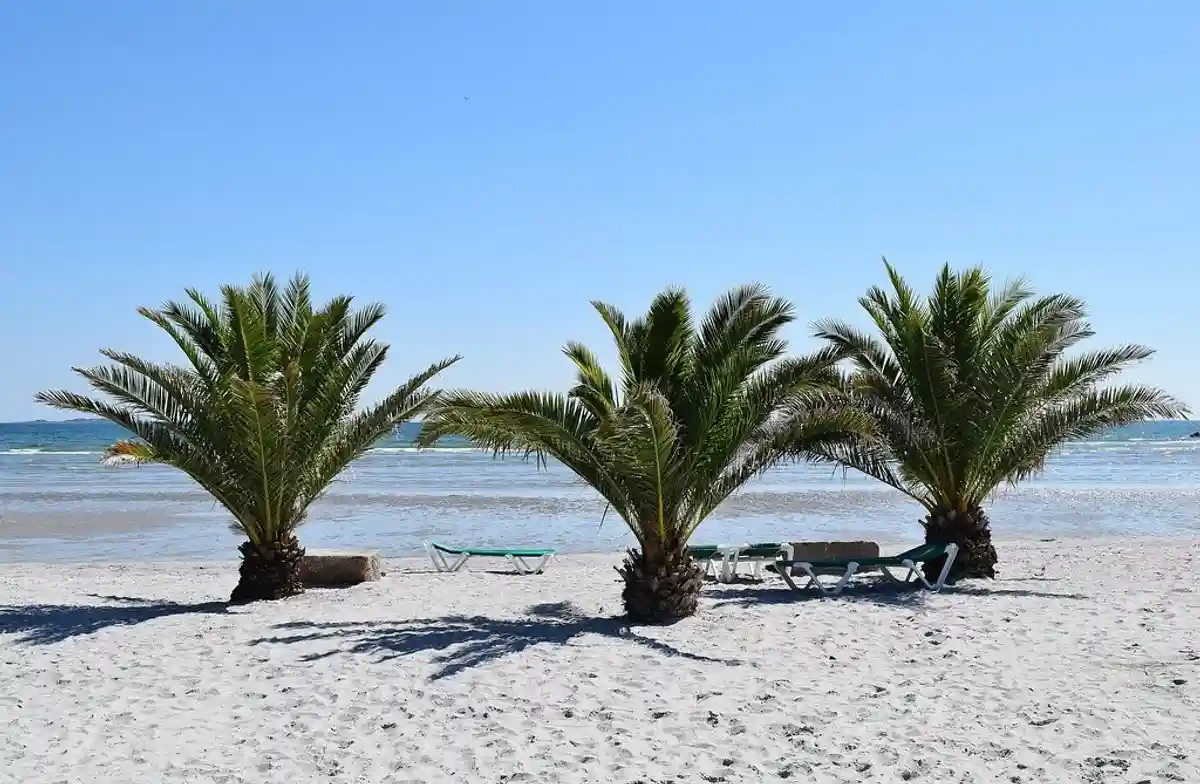 Красивые места с пальмами: Фредериксхавн, Дания. Фото: o-l-g-a-r-i / youtube.com