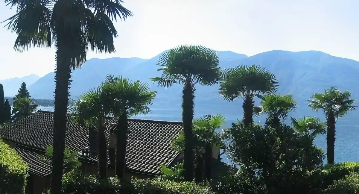 Красивые места с пальмами: Аскона, Швейцария. Фото: Gürkan Sengün / wikimedia.org