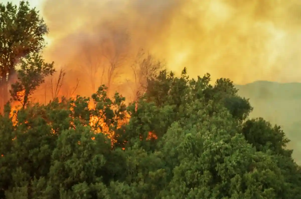 Летние пожары в Европе: 58 тыс. гектаров леса сгорело в Португалии. Фото: Virrage Images / shutterstock.com
