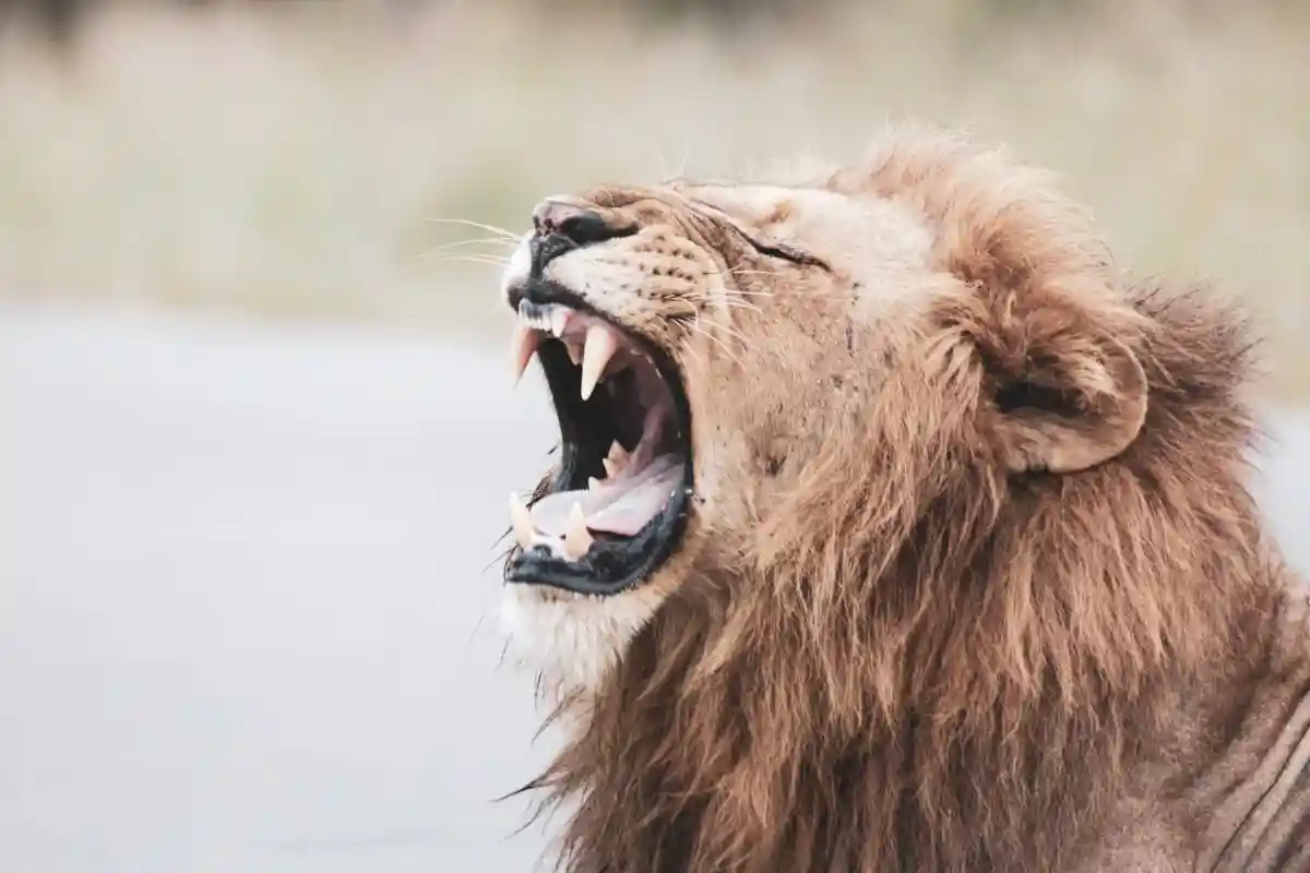 Инциденты с львами происходят довольно часто. Glen Carrie/Unsplash.com