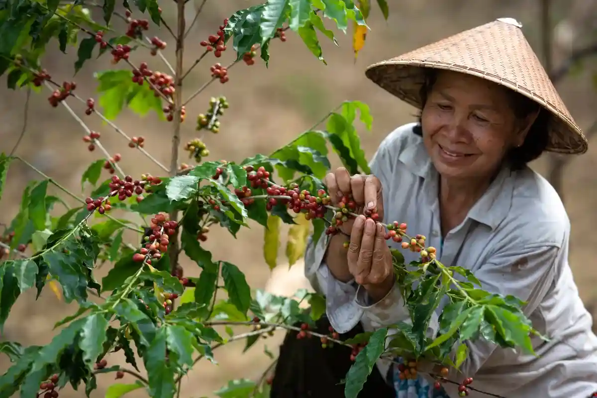 Мировые цены на кофе сильно вырастут в ближайшее время. Фото: Somchai_Stock / shutterstock.com
