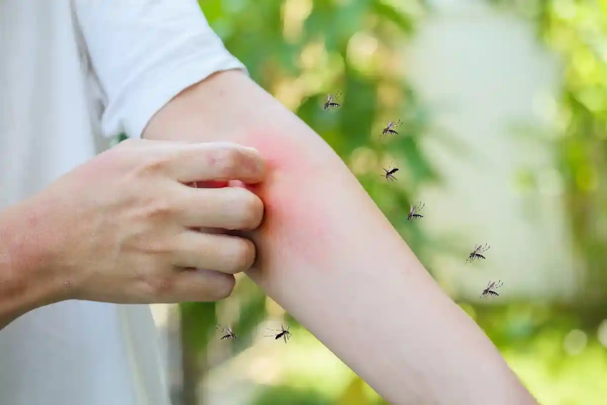 Ученые выяснили, как комары «вынюхивают» людей
