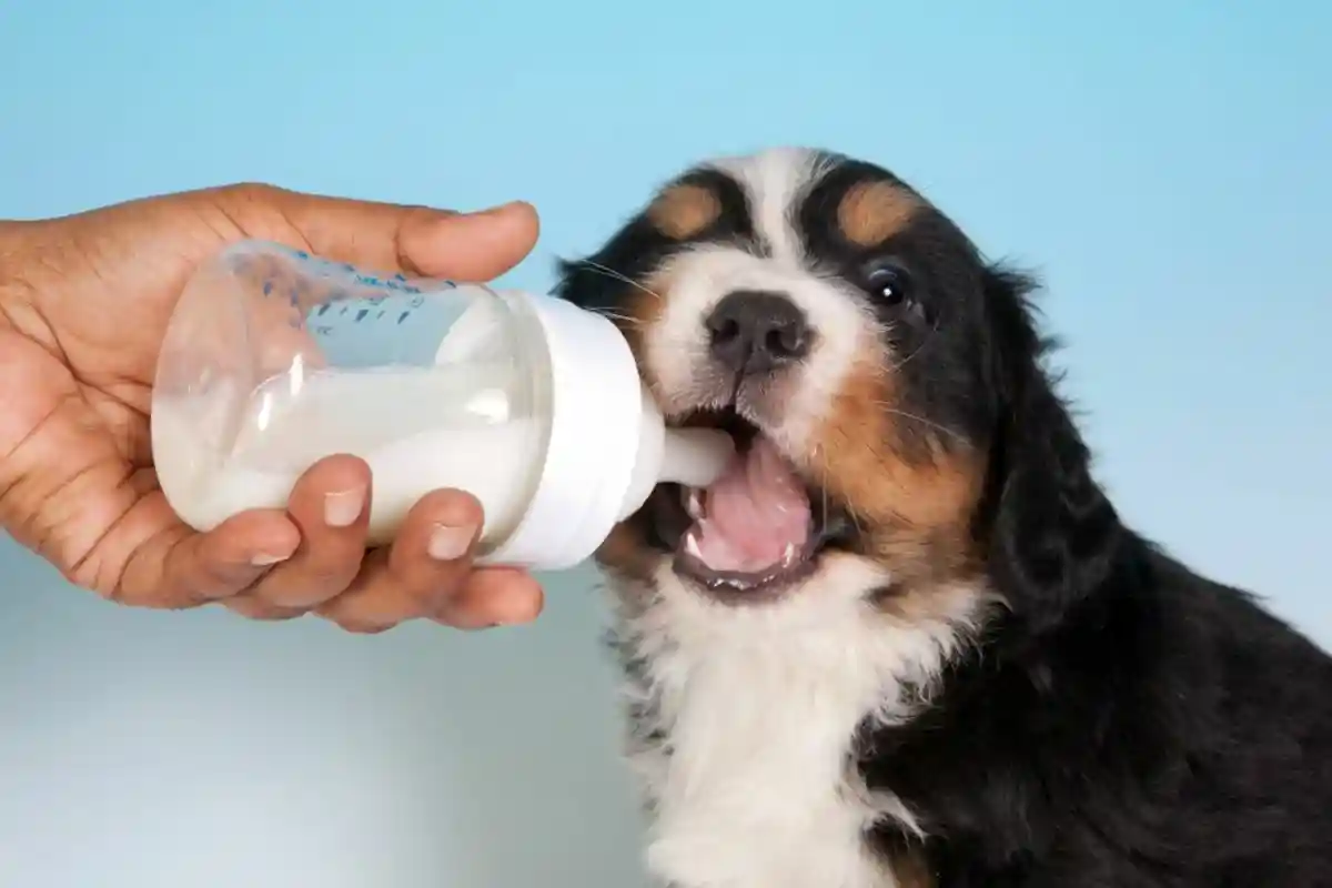 Можно ли собакам молоко