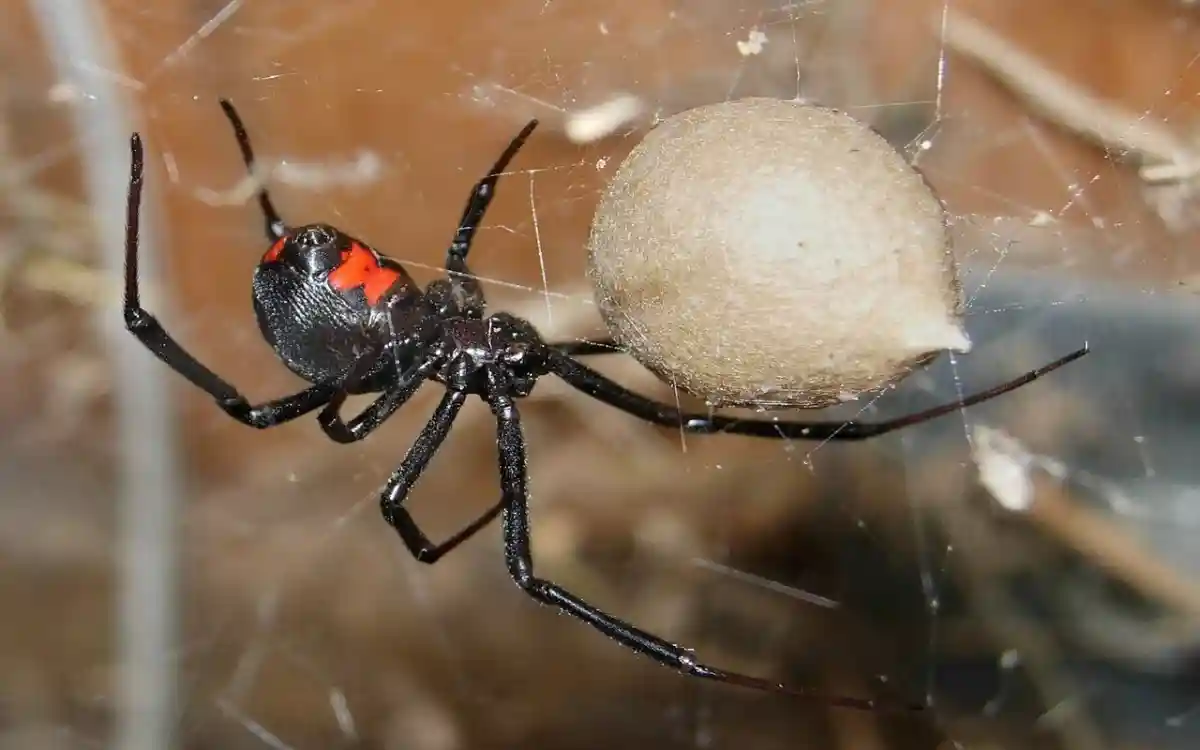 Нашествие ядовитых пауков