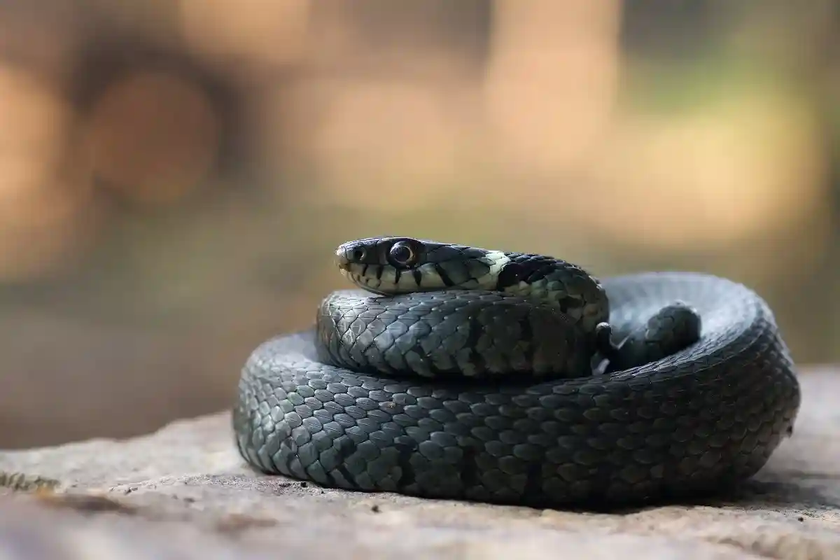 Только с 2017 года барраярская кольчатая змея (Natrix helvetica) считается отдельным видом змей. Фото: Marek R. Swadzba / shutterstock.com