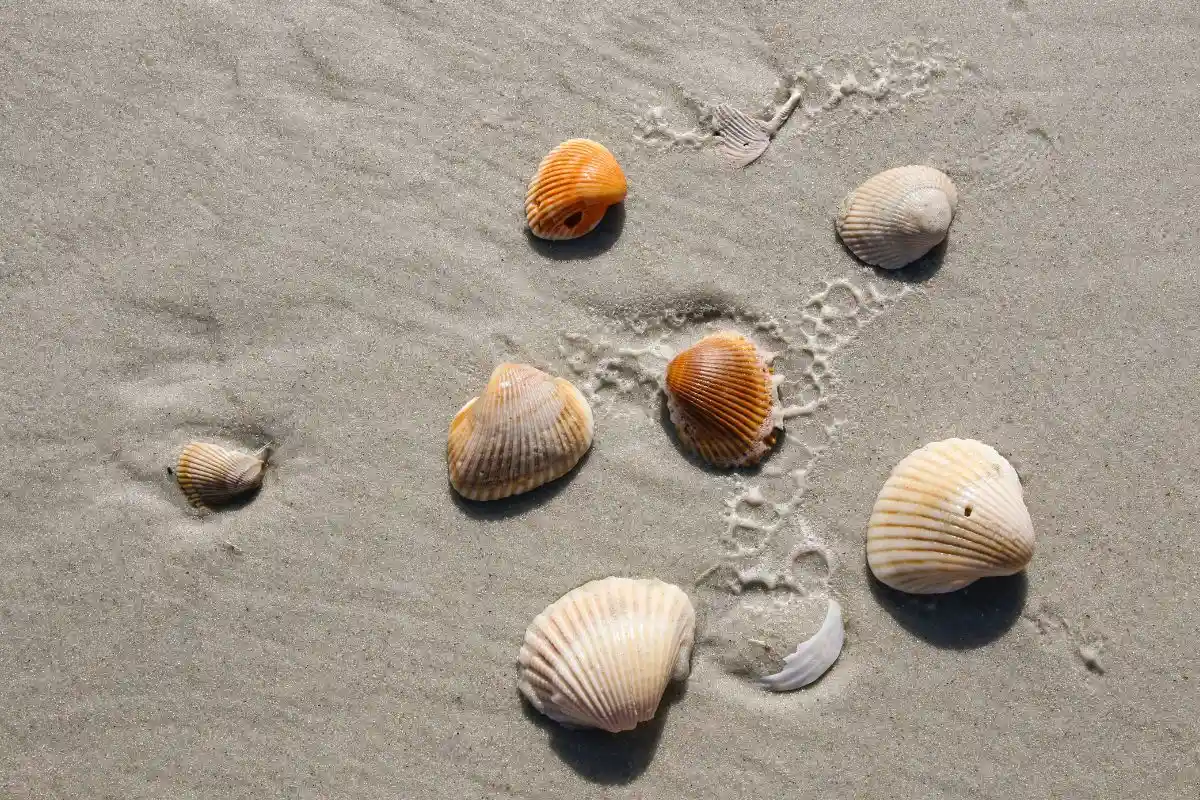 В Сардинии запрещено брать песок и ракушки. Фото: Mick Haupt / unsplash.com
