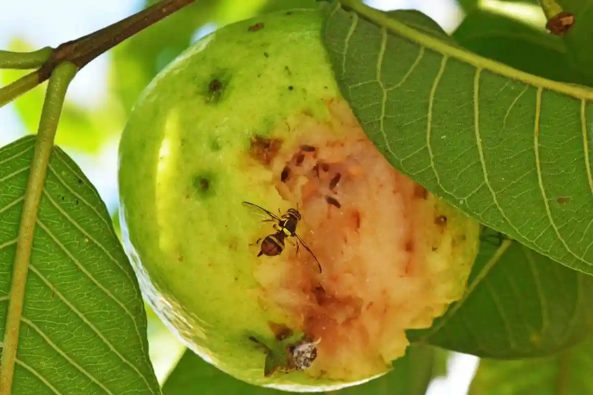 Овражная муха в Германии оставляет опасные микроорганизмы из канализации на фруктах. Фото: AjayTvm / shutterstock.com