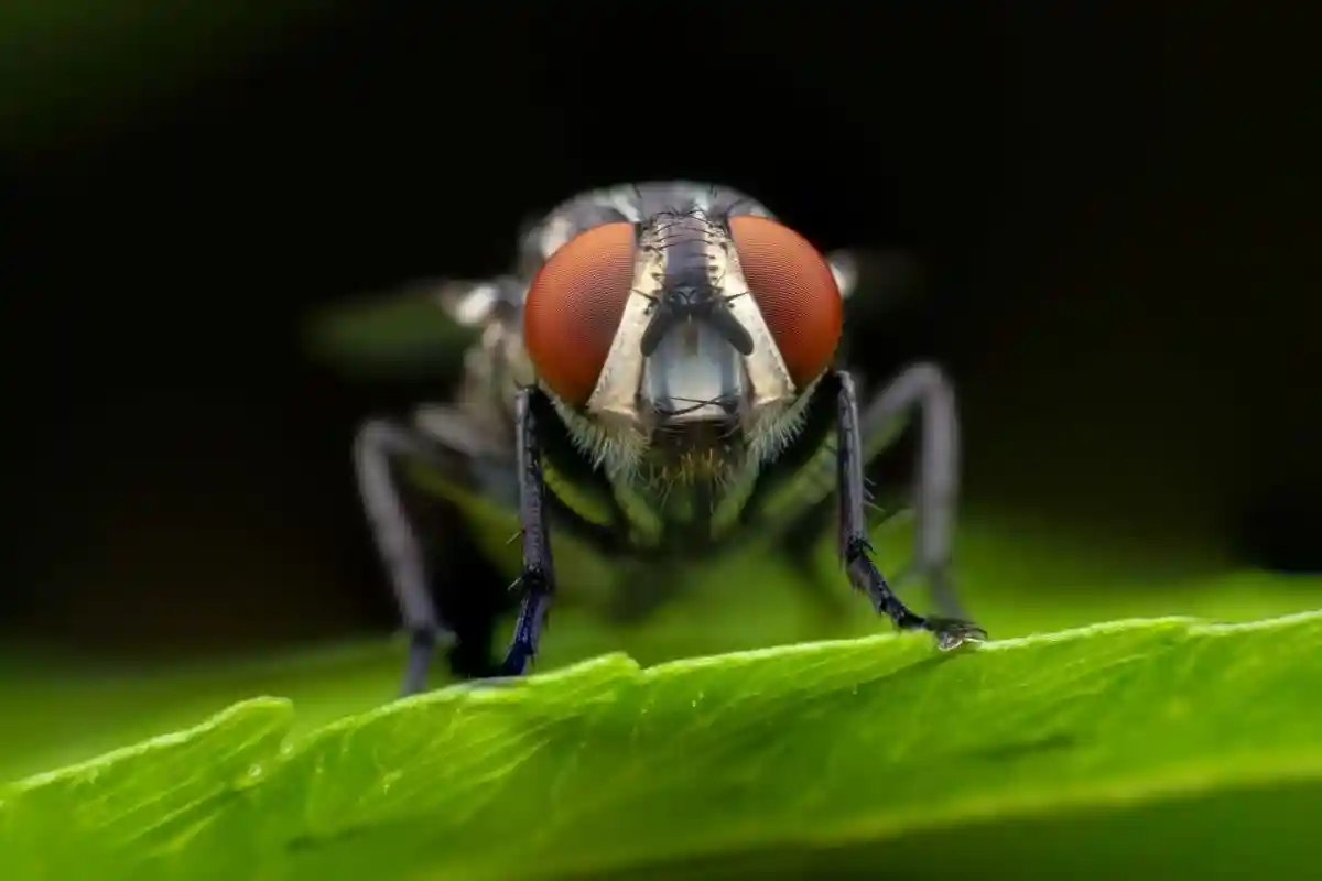 Овражная муха в Германии