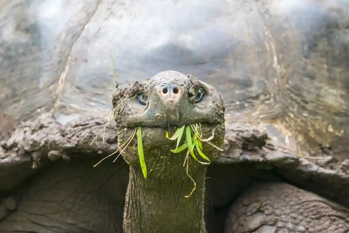 Охота на галапагосских черепах: Эквадор расследует дело об убийстве рептилий. Фото: Alberto Loyo / shutterstock.com
