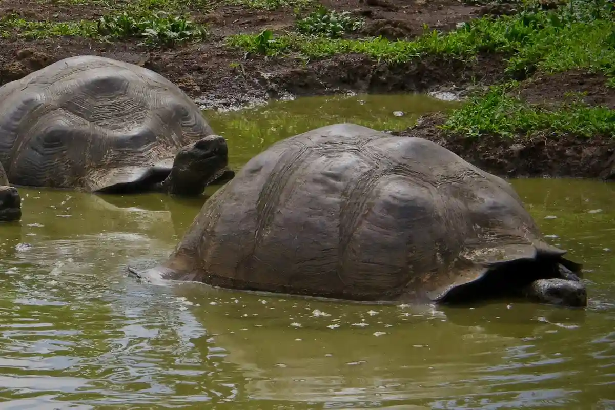Охота на галапагосских черепах: убийства ради мяса. Фото: Maggie Cogswell / shutterstock.com
