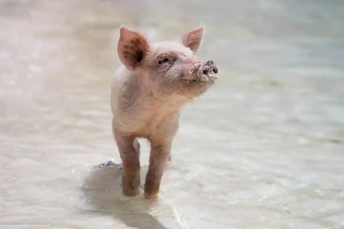 В ходе эксперимента ученые искусственно вызвали остановку сердца у свиней. Фото: Forest Simon/Unsplash.com 