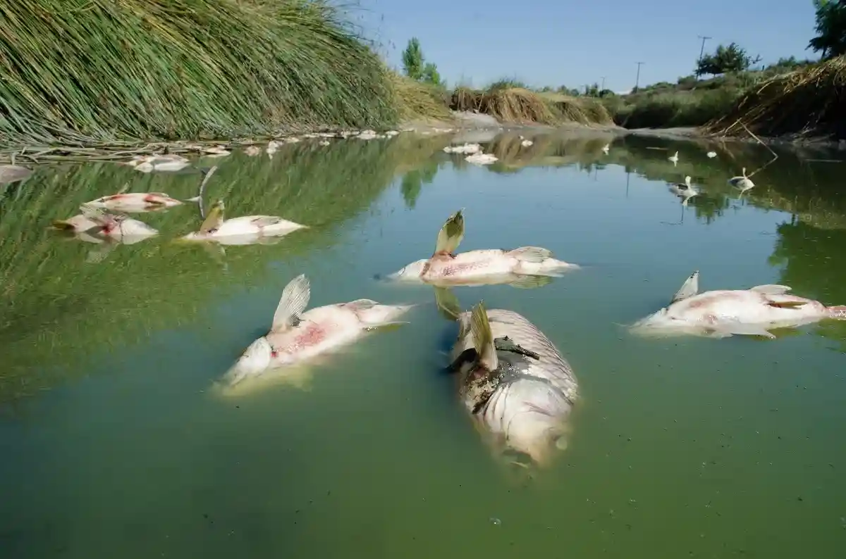 Эксперты представят первые результаты гибели рыбы в Одере. Фото: Jason Mintzer / www.shutterstock.com