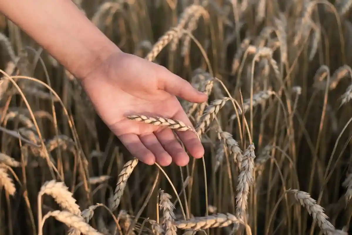 Плохой урожай пшеницы: засуха отразилась на качестве зерна. Фото: Tymur Khakimov / pexels.com